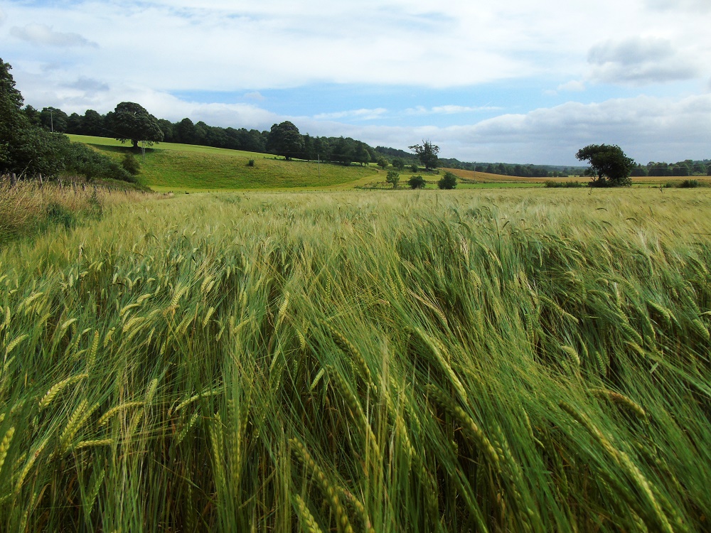 Alison Alder Field of Barley Looking Toward Cambusnethan Woodlands