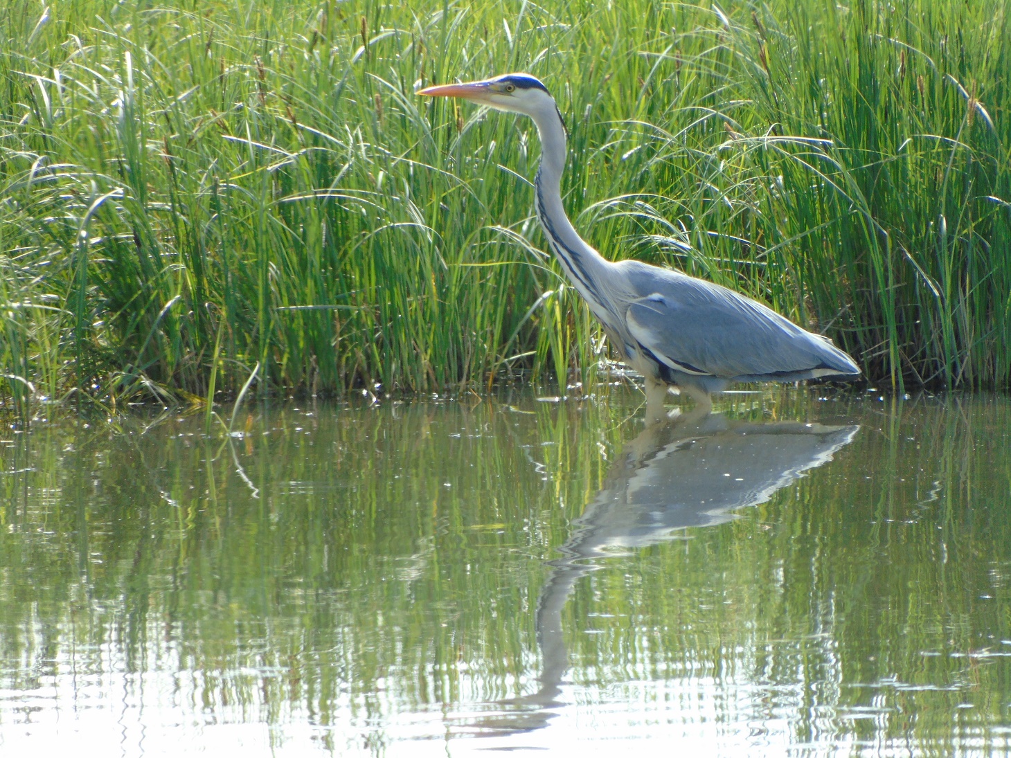 Alison Alder Grey Heron Spring
