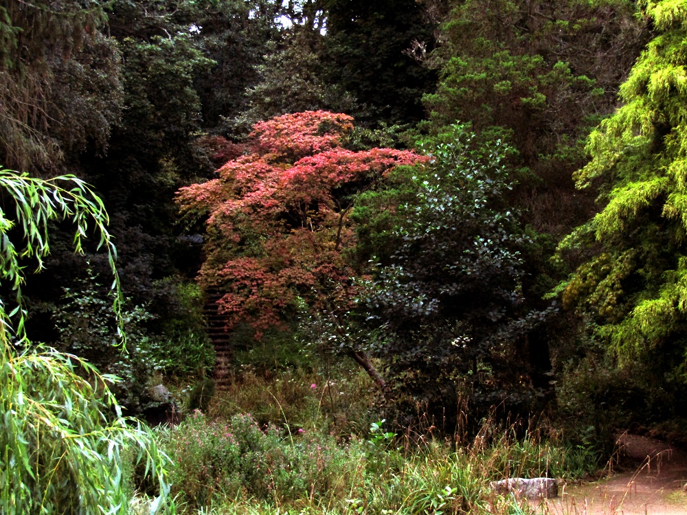 Ewan Ambrose Japanese Garden at Dalzell Estate