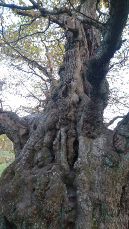 Joint 4th and 5th place: Shona MacLean - Cadzow Oak