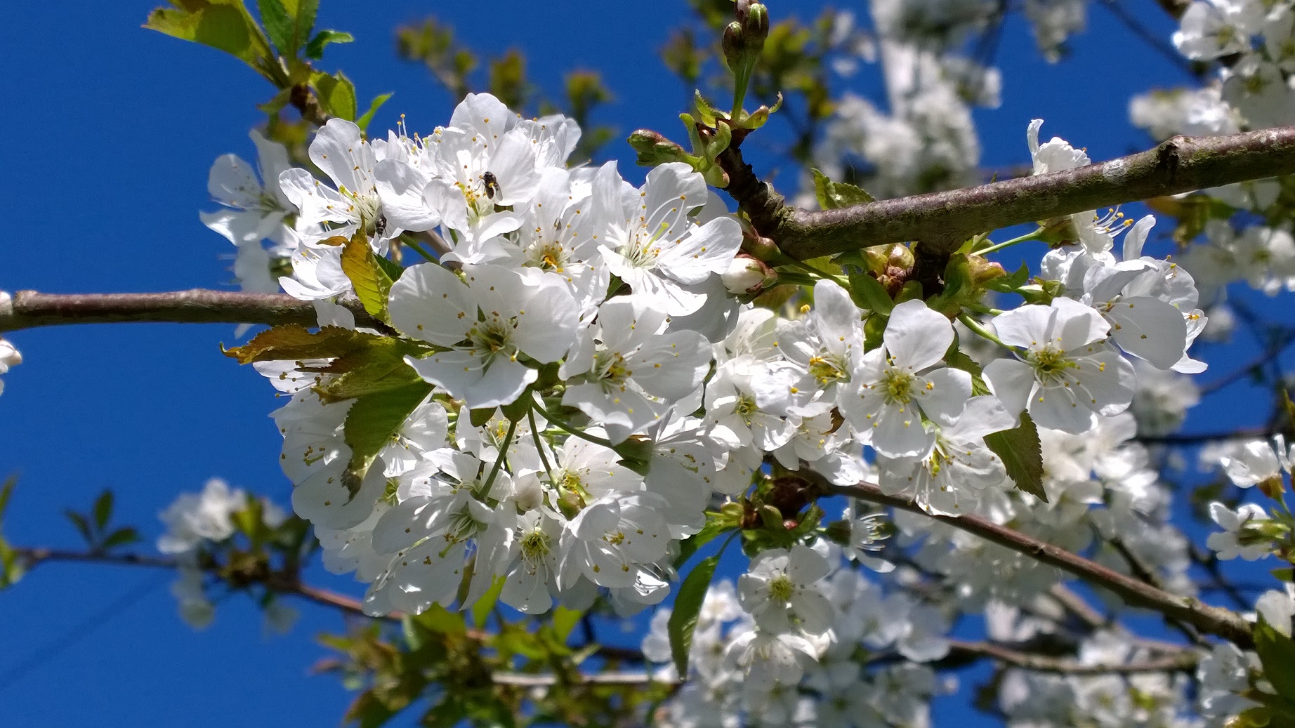 Susan West Spring Blossom