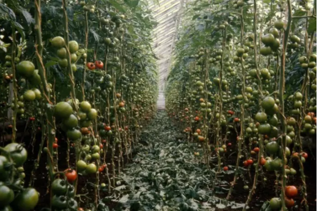 Greenhouses popped up "like mushrooms" to grow tomatoes in the Clyde Valley. PIC: Thanks to South Lanarkshire Leisure and Culture Libraries and Museums Service.