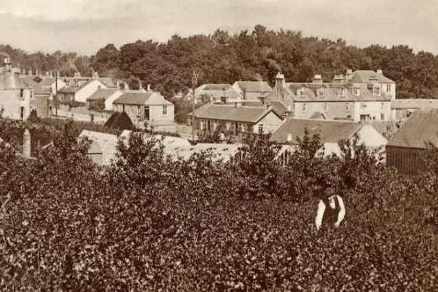 A man picks blackcurrants at Kirkmuirhill in the heart of the Clyde Valley. PIC Thanks to South Lanarkshire Leisure and Culture Libraries and Museums Service.