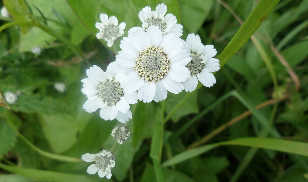 Achillea Ptarmica Sneezewort