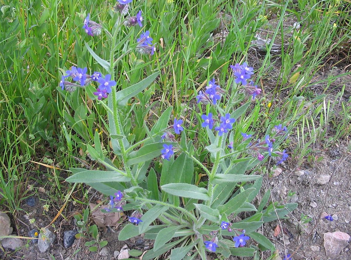 Anchusa Azurea Loddon Royalist