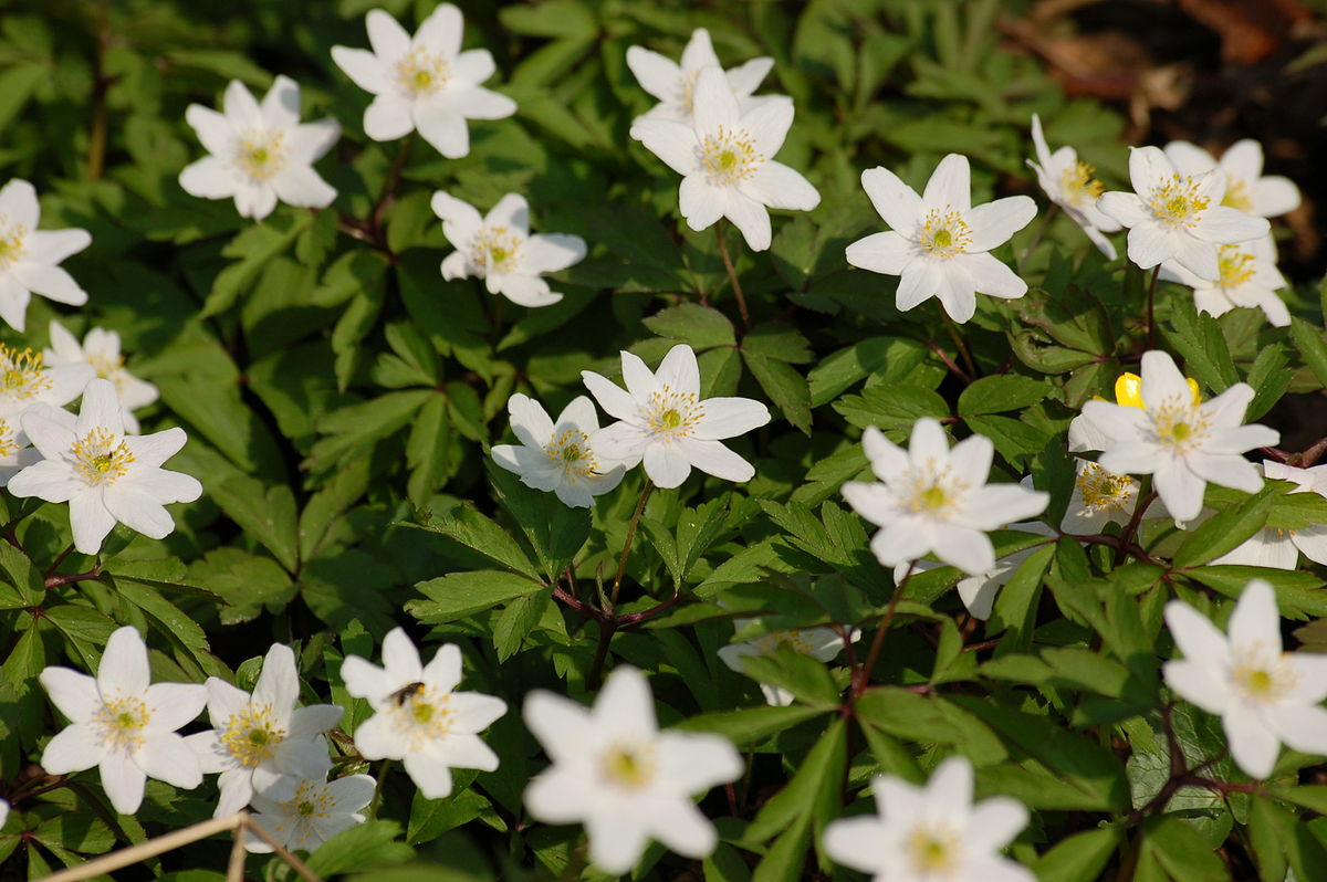 Anemone Nemorosa Wood Anemone