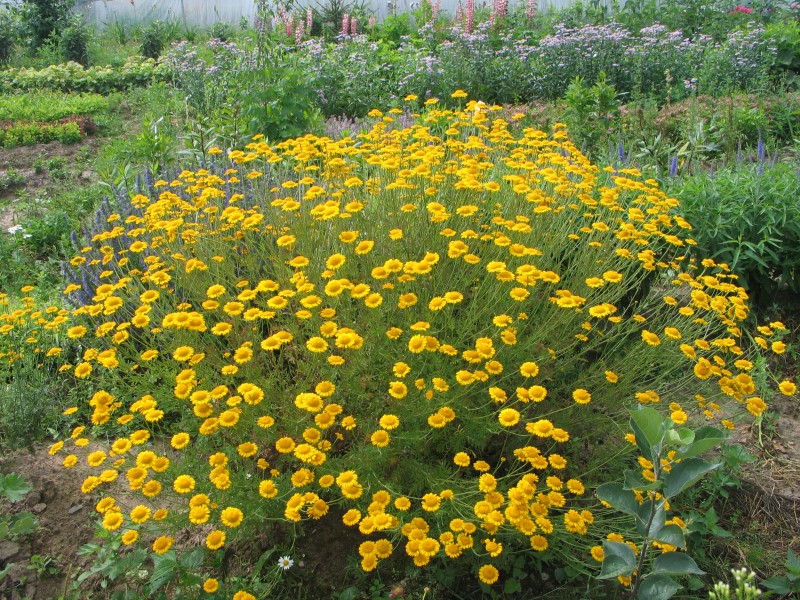 Anthemis Sancti Johannis SUB A. Tinctoria Susanna Mitchell  Perennial