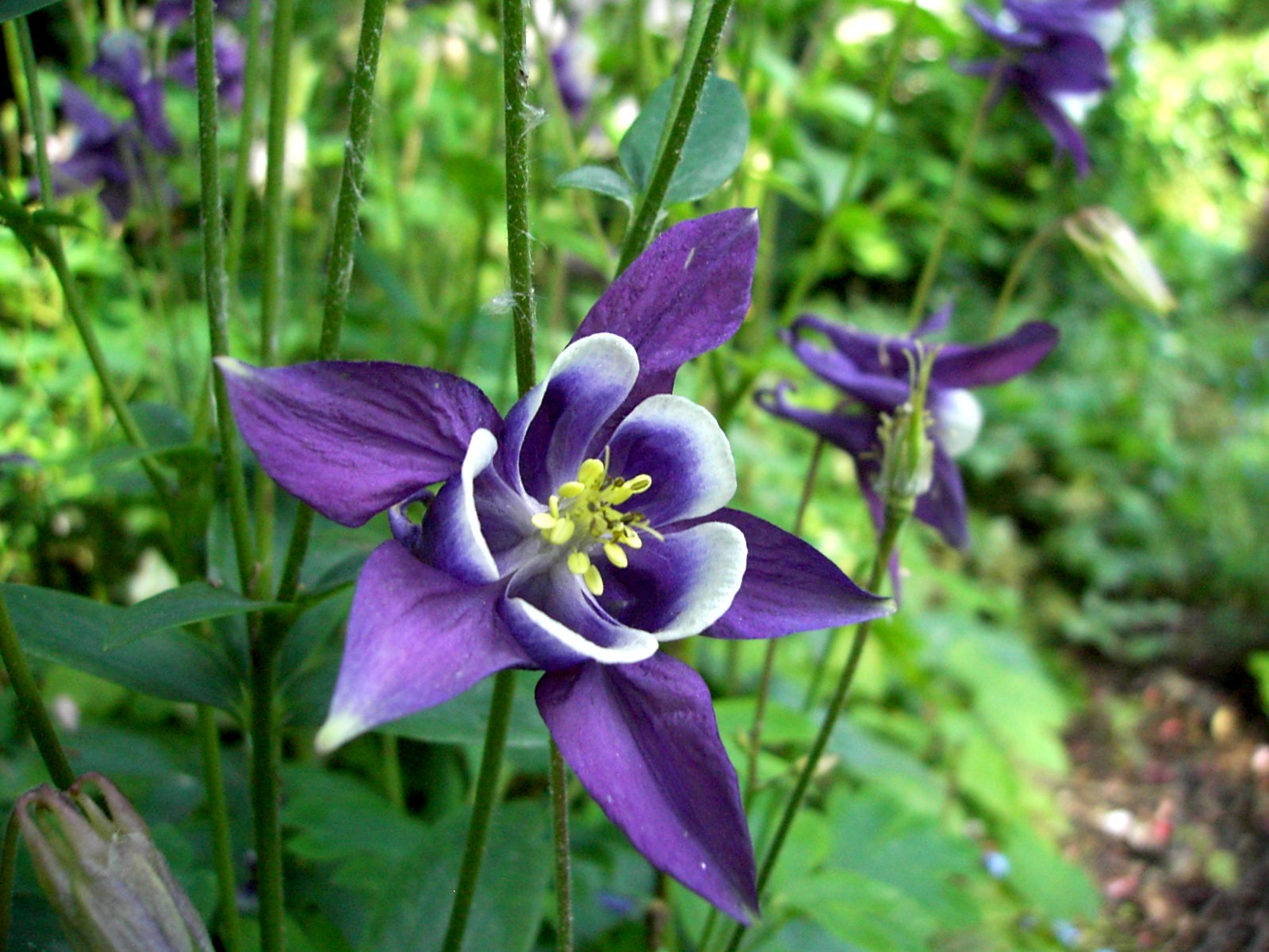 Aquilegia Vulgaris Columbine
