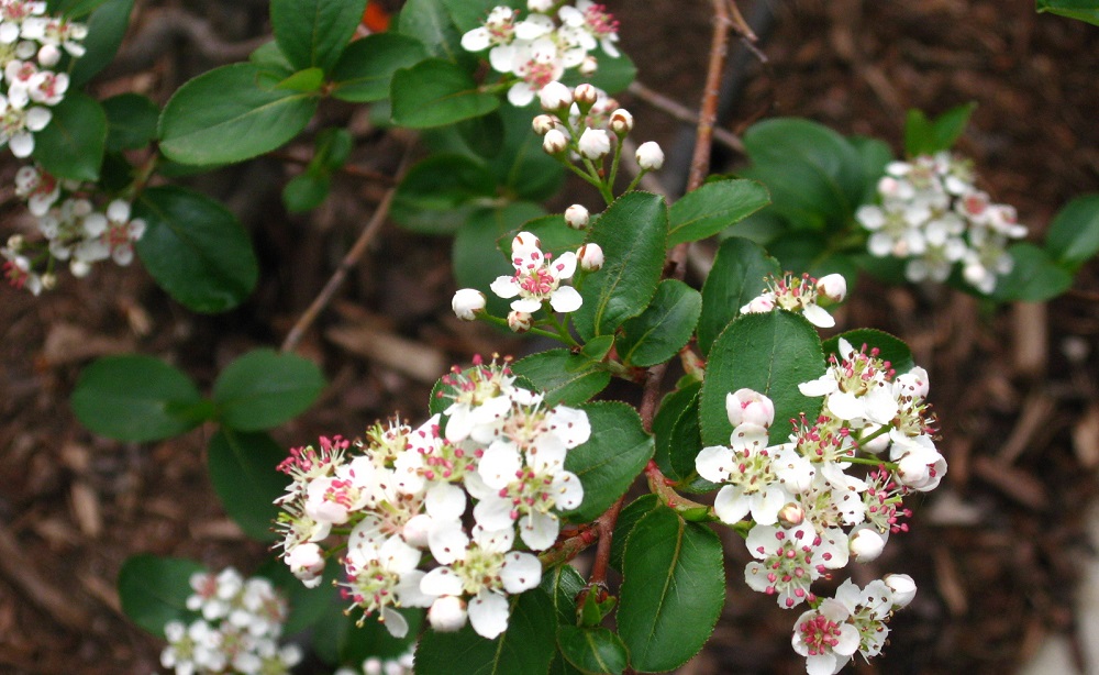 Aronia Melanocarpa Black Chokeberry