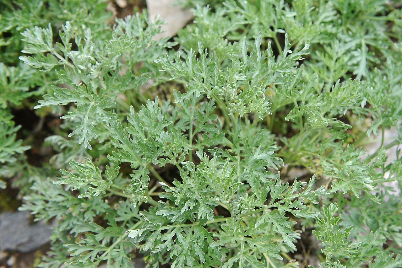Artemisia Absinthium Wormwood