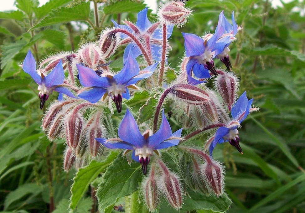 Borago Officinalis Borage
