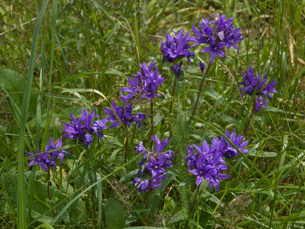 Campanula Glomerata Clustered Bellflower