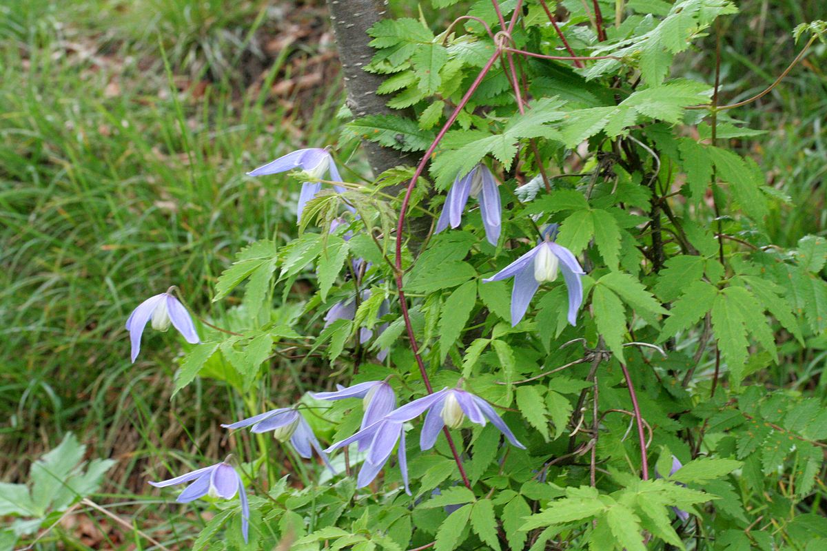 Clematis Alpina Austrian Clematis