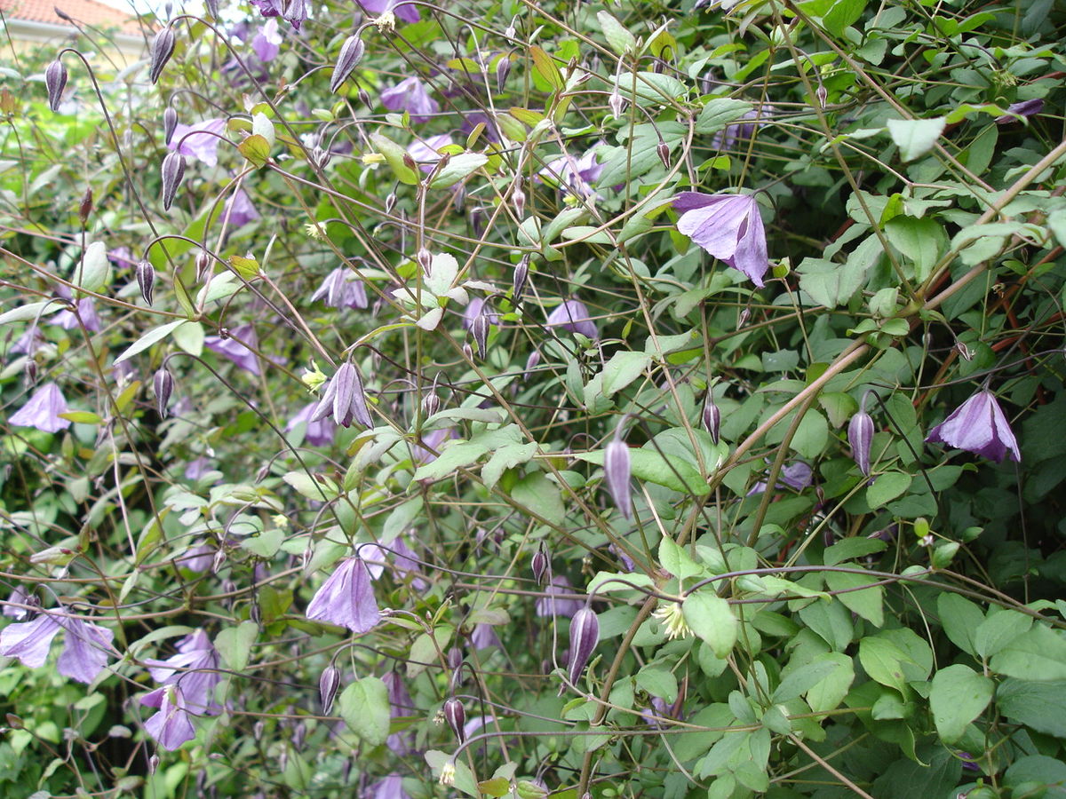 Clematis Viticella Purple Clematis