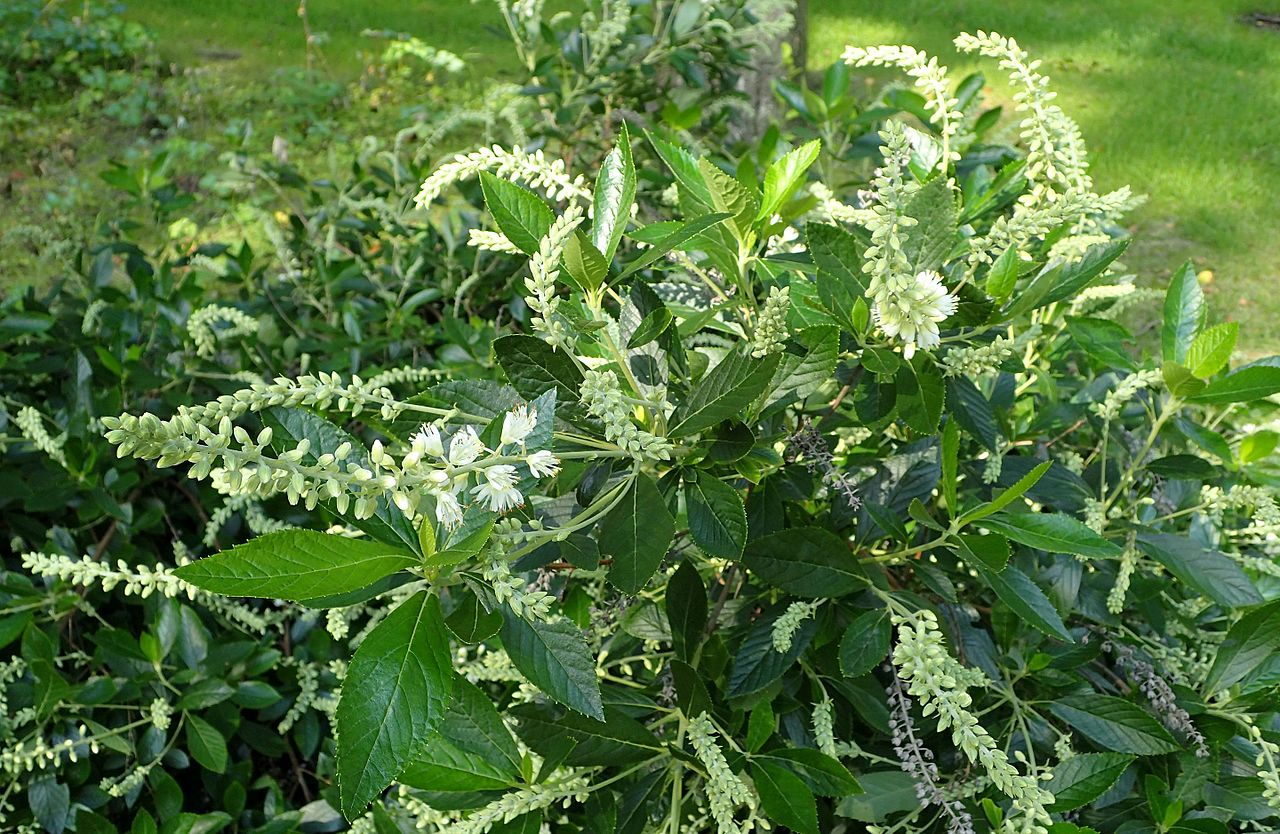 Clethra Alnifolia Hummingbird