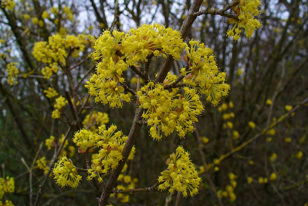 Cornus Mas Cornelian Cherry Aurea