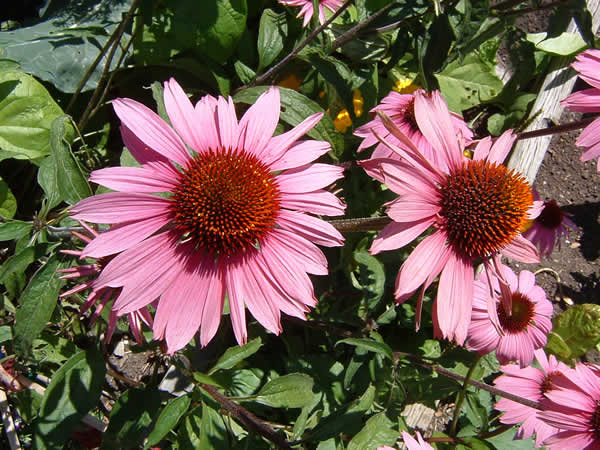 Echinacea Purpurea Coneflower Magnus
