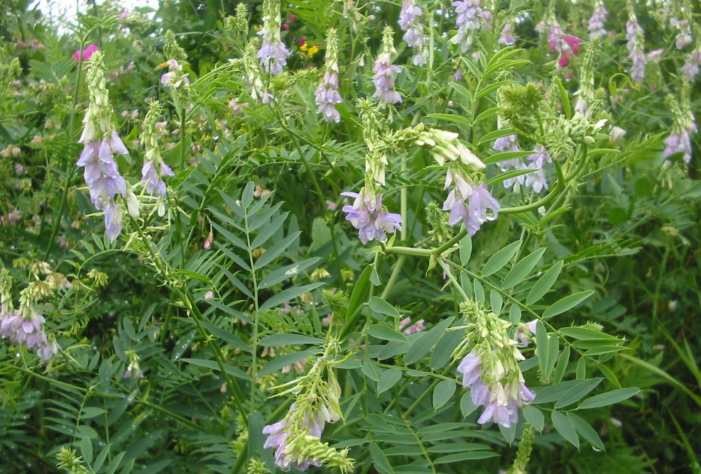 Galega Officinalis Goats Rue