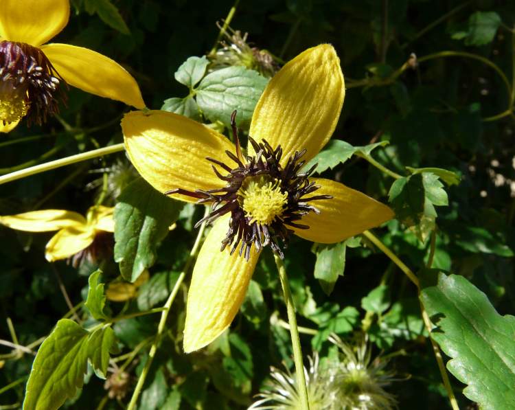 Clematis Orientalis