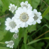 Achillea Ptarmica Sneezewort