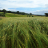 Alison Alder Field of Barley Looking Toward Cambusnethan Woodlands