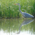 Alison Alder Grey Heron Spring