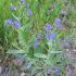 Anchusa Azurea Loddon Royalist