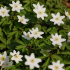 Anemone Nemorosa Wood Anemone