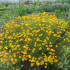 Anthemis Sancti Johannis SUB A. Tinctoria Susanna Mitchell Perennial