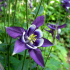 Aquilegia Vulgaris Columbine