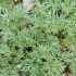 Artemisia Absinthium Wormwood
