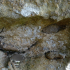 Lycopod