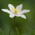 Wood anemone at Chatelherault Country Park