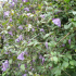 Clematis Viticella Purple Clematis