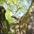 The Covenantors Oak is said to be the oldest tree in Noth Lanarkshire
