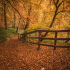 Dylan Nardini Autumn Woodlands Corra Castle Falls Of Clyde