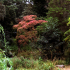 Ewan Ambrose Japanese Garden at Dalzell Estate