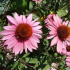 Echinacea Purpurea Coneflower Magnus