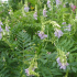 Galega Officinalis Goats Rue