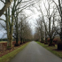 Part of the avenue of lime trees that runs from the Lodge House towards the Kerse