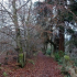 The entrance to the walk along the river Nethan, still lined with specimen trees and part of the modern day network of paths around the Kerse