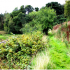 The terraced kitchen garden at the south edge of Pleasure Gardens, with surviving fruit trees and remnant fruit bushes
