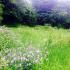 The Kitchen Garden today, SGLH, 2016