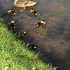 Lucy West Spring Wildlife