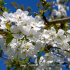 Susan West Spring Blossom