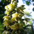 Broadleaved Helleborine