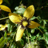 Clematis Orientalis