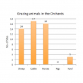 Grazing animals in orchards