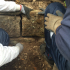 Volunteers undertake careful restoration of the ha-ha stonework