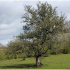 Remaining apple tree, North Park, with an old apple tree remaining from the orchards